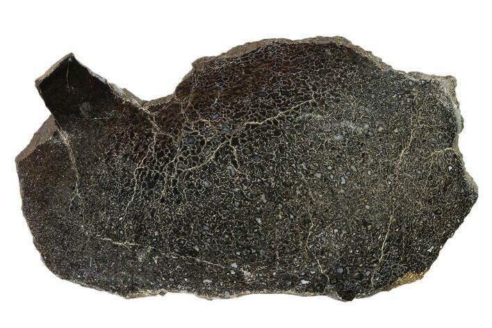 Polished Dinosaur Bone (Gembone) Slab - Utah #151454
